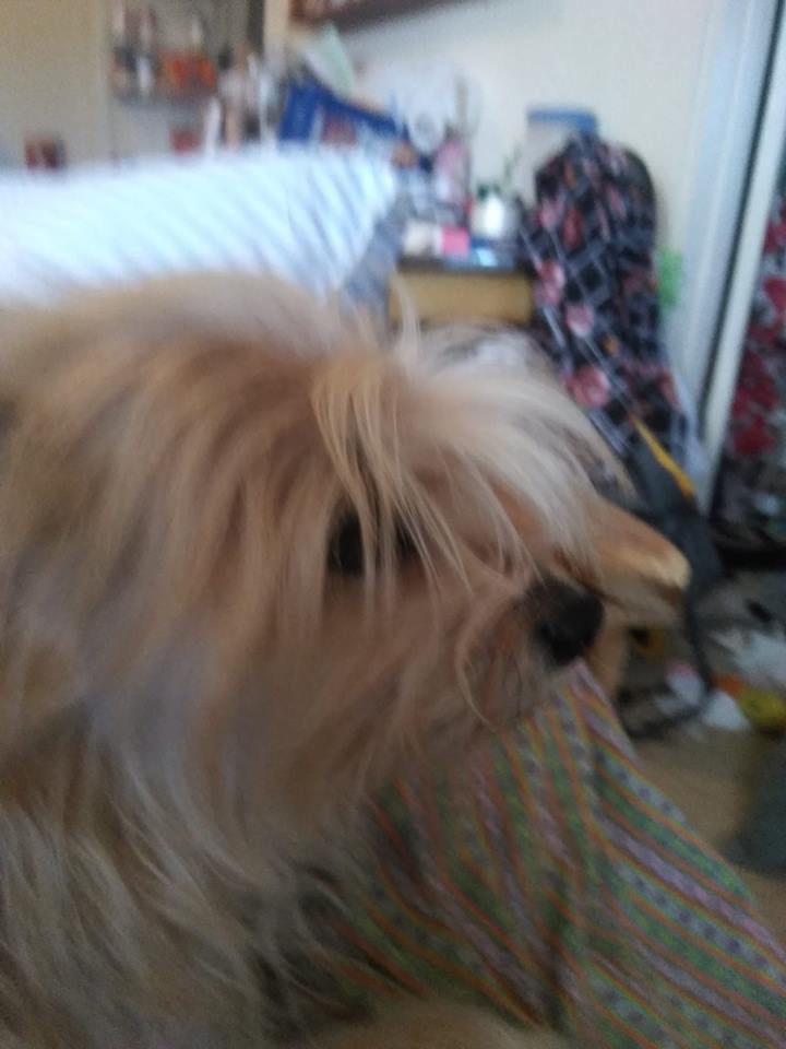 Readers pet photos